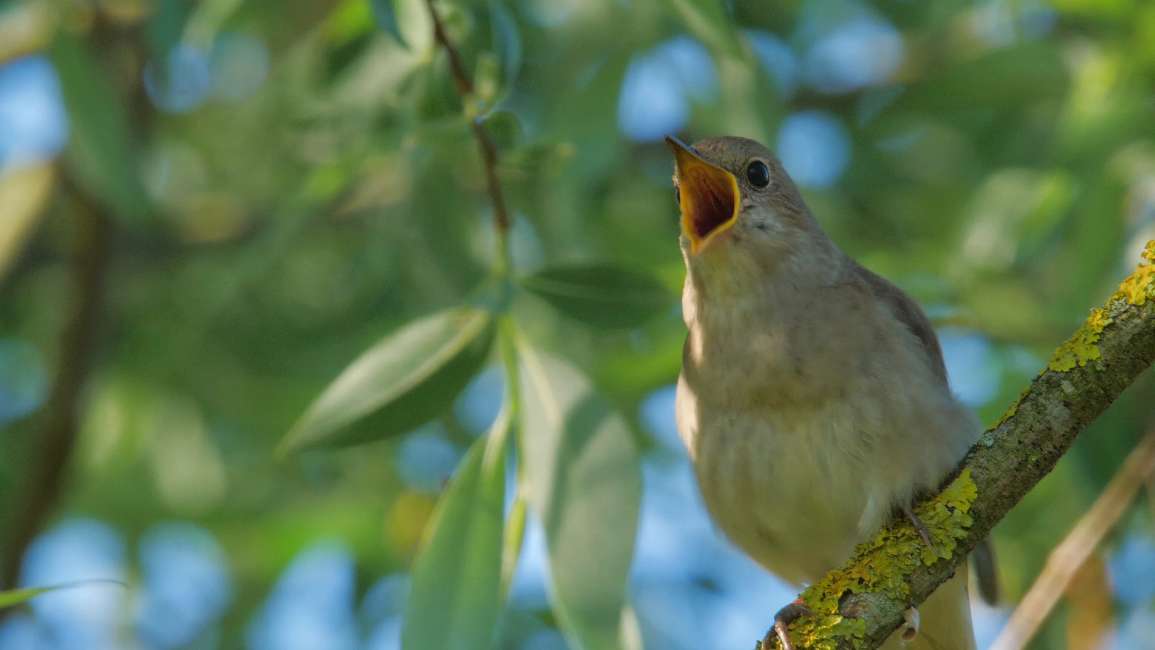 Nightingale Bird Facts