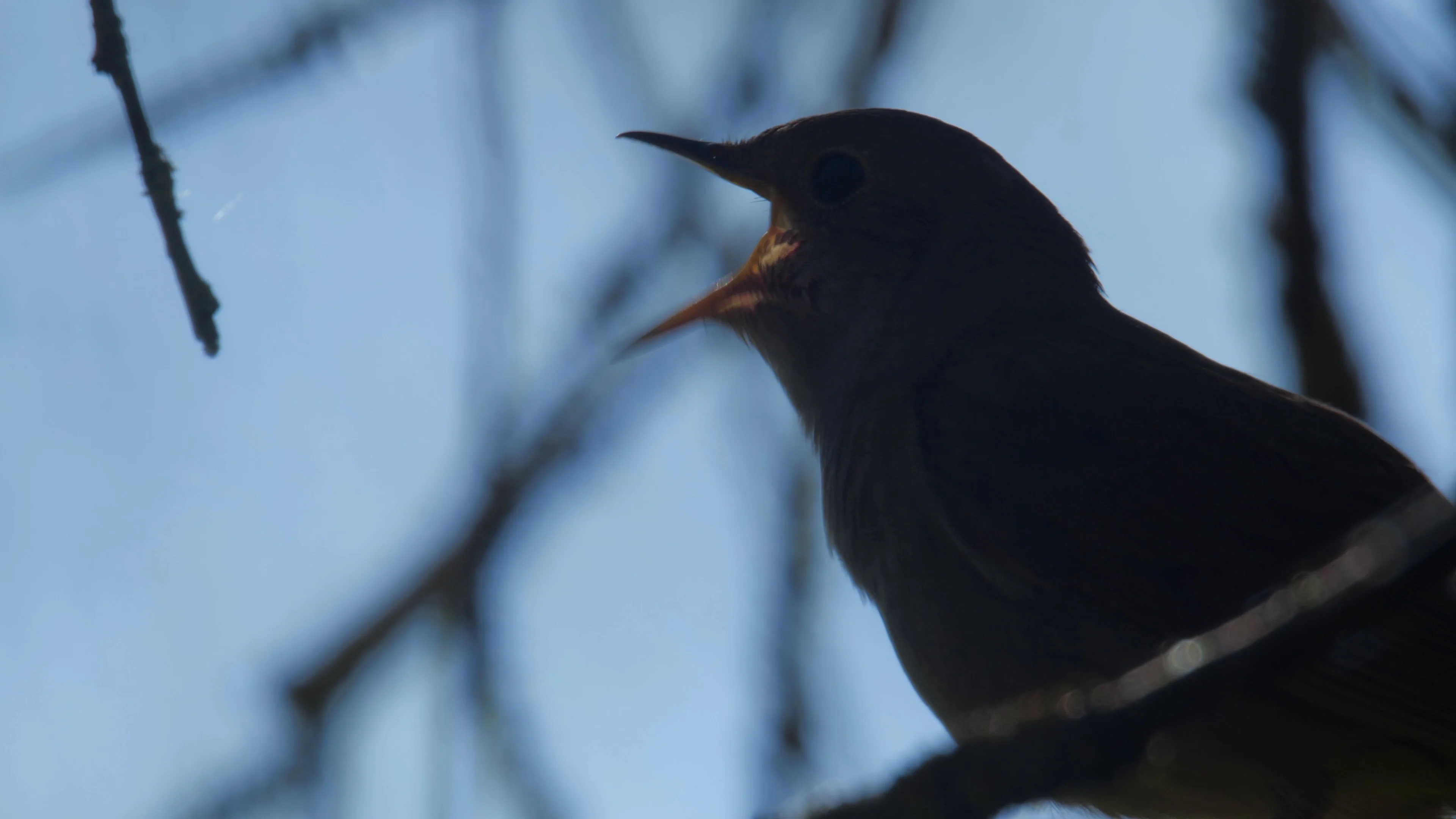 animated nightingale singing