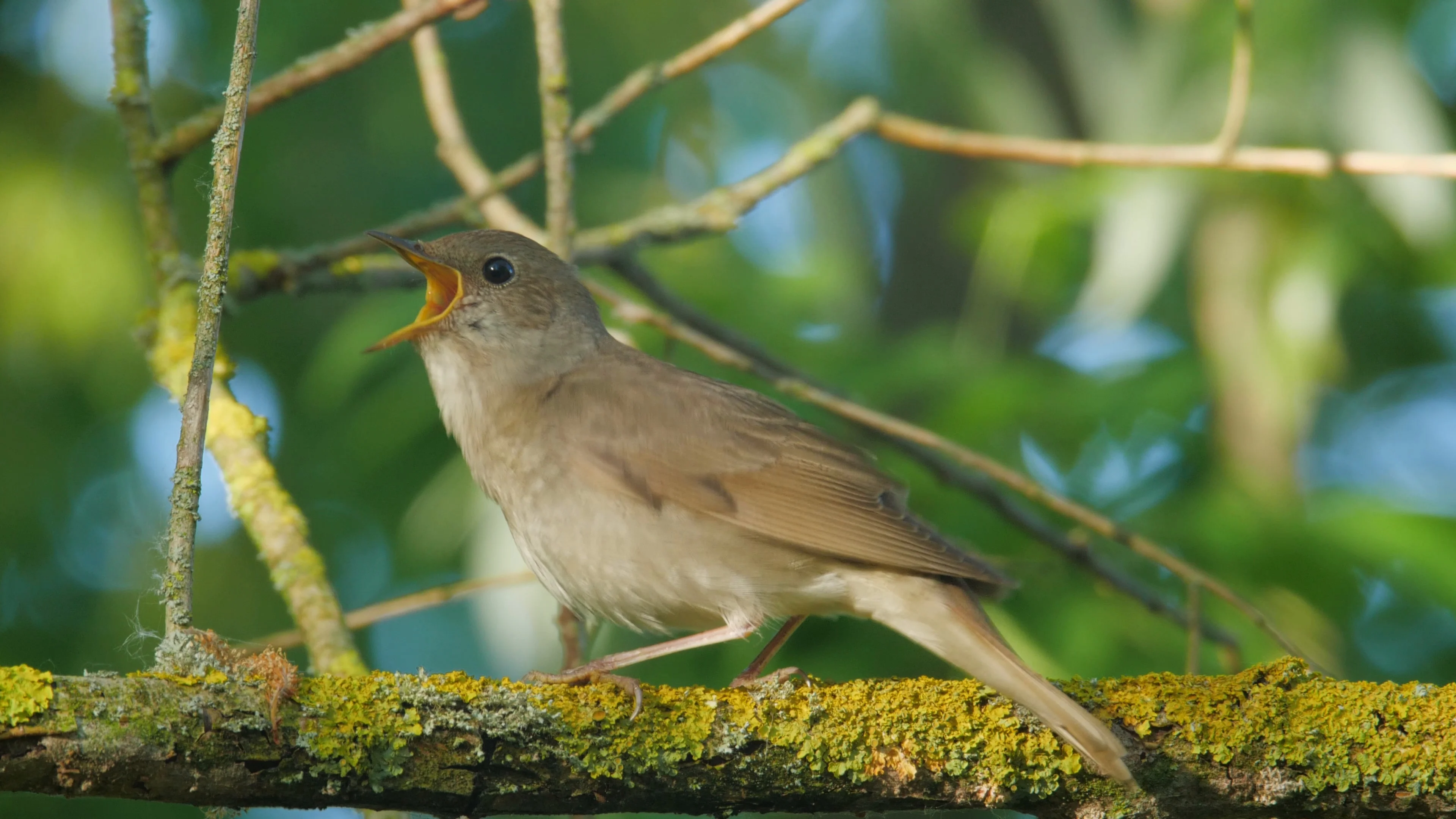 Nightingale Bird Call - singing Nightingale 
