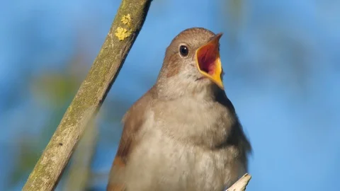 Singing nightingale. Singing bird in spring. Thrush nightingale. Stock Footage 89484321