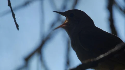 Singing nightingale. Singing bird in spring. Thrush nightingale. Stock Footage