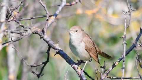 Singing nightingale. Singing bird in spring. Luscinia megarhynchos in the Video stock 129252085
