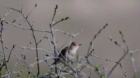Singing nightingale. Singing bird in spring. Luscinia megarhynchos in the Stock-Footage 129252565