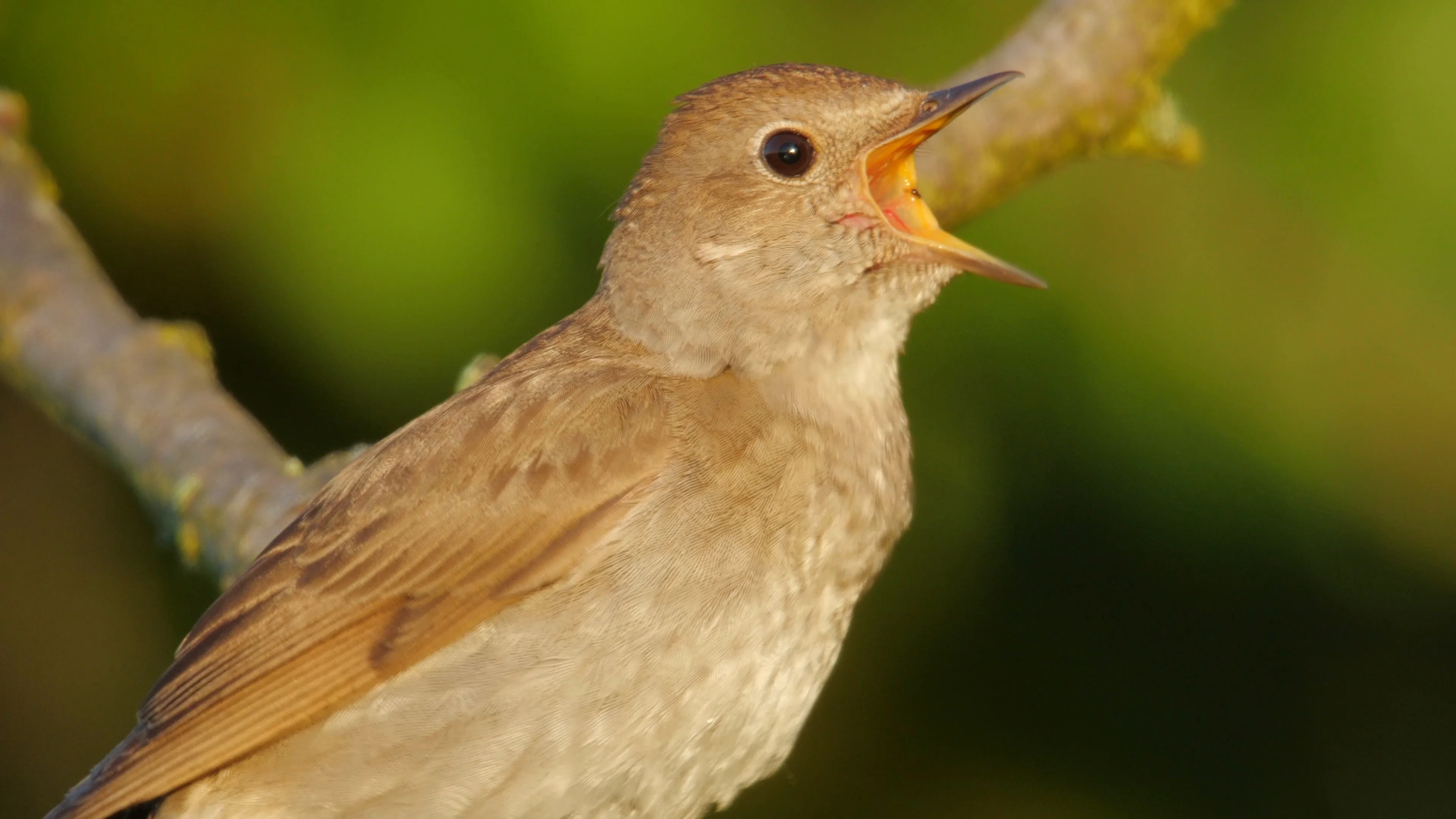 animated nightingale singing