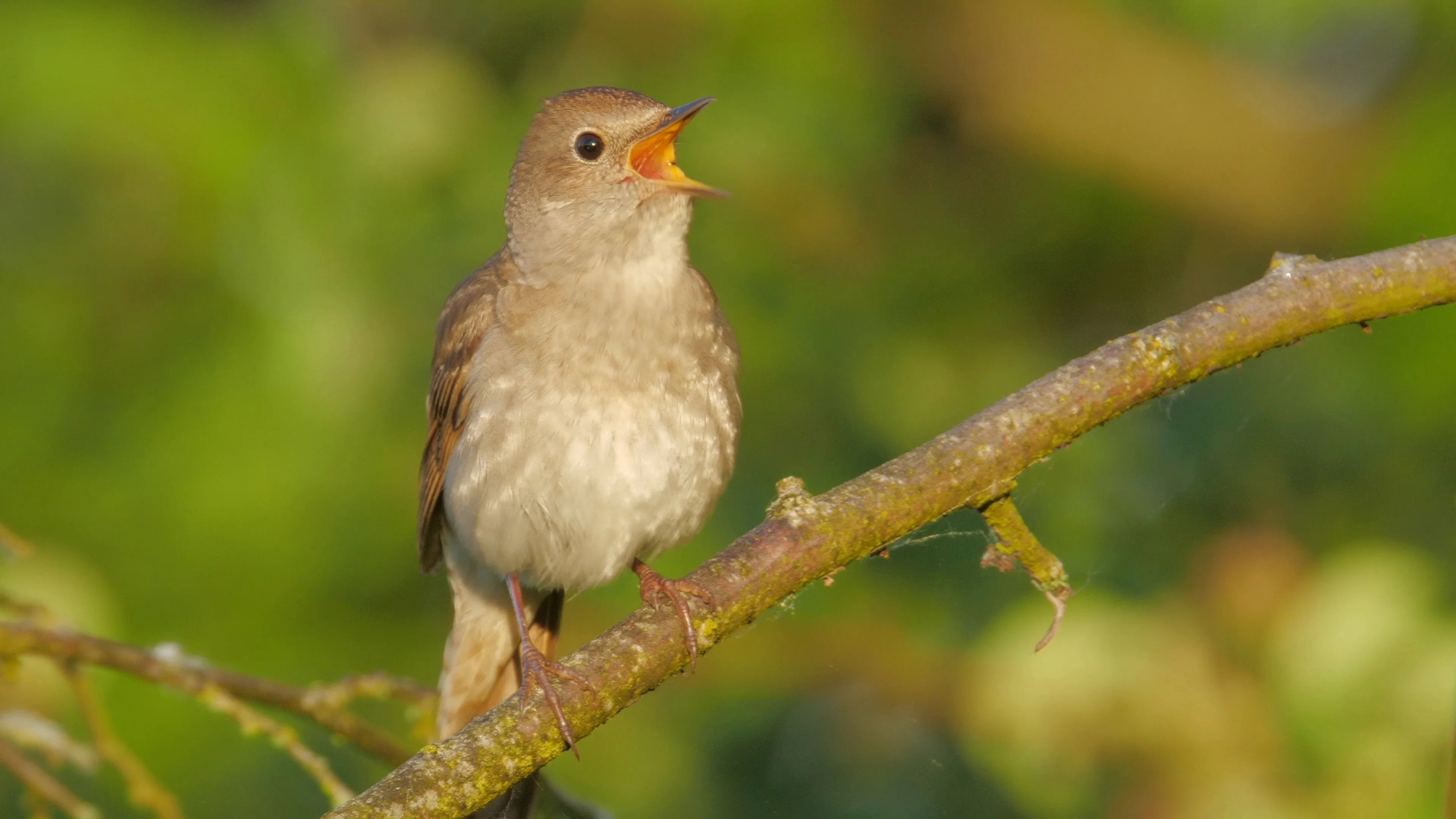 animated nightingale singing