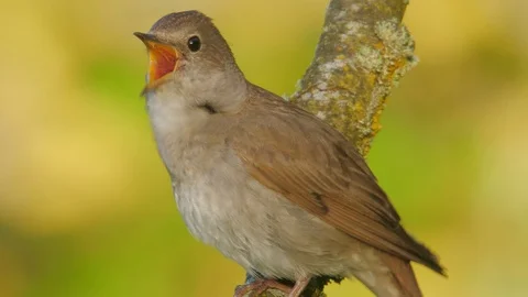 Singing nightingale. Song of Thrush nightingale. Singing bird in spring. Stock Footage