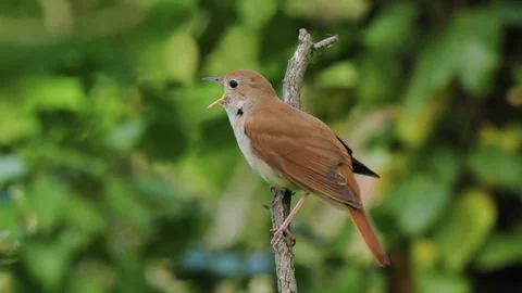 Singing nightingale on a tree branch in the forest Stock Footage 294617089