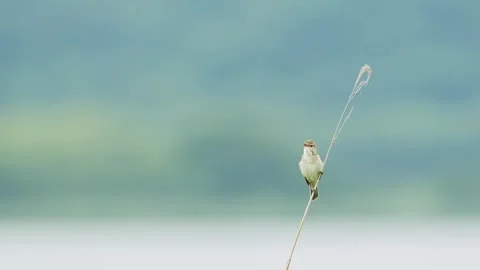 Singing Oriental reed warbler (with voice) Stock Footage 340264638
