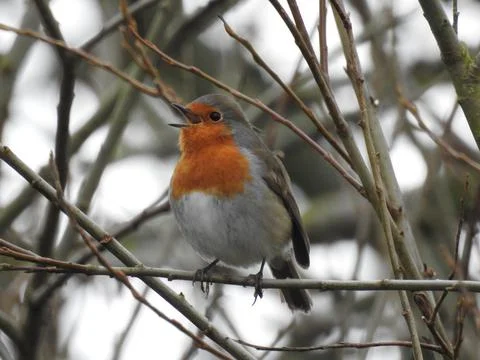 Singing robin Stock Photos