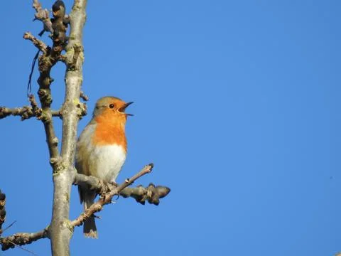 Singing robin Stock Photos