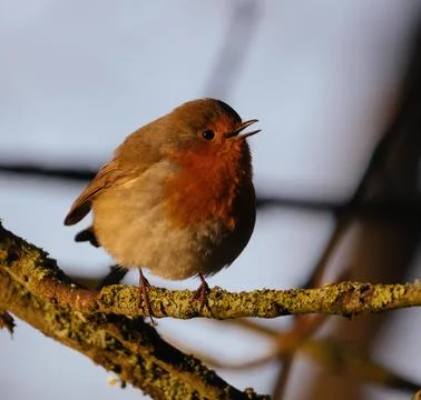 Singing robins Stock Photos