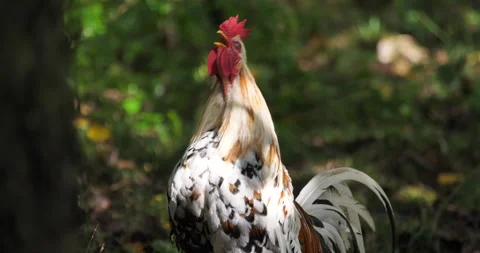 Singing rooster Vídeo Stock 149464991