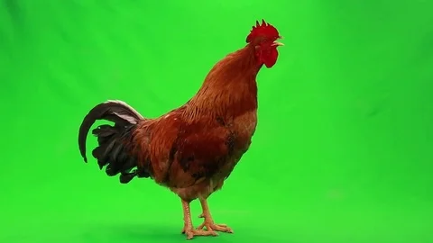 The singing rooster on green screen, studio shot Stock Footage