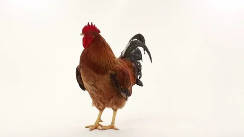 The singing rooster on white screen, studio shot Stock Footage 78093792