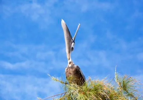 Singing to the sky Stock Photos