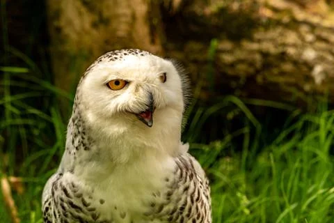 A singing snow owl with some grass in the background Stock Photos