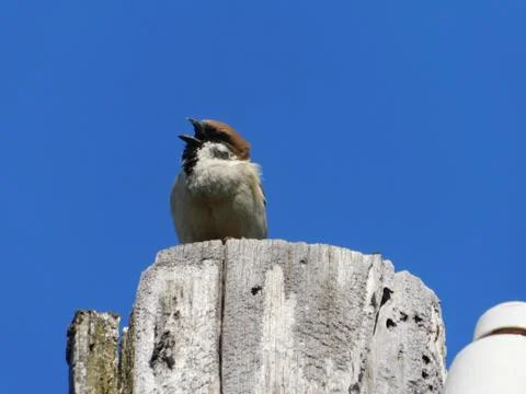 Singing Sparrow Stock Photos