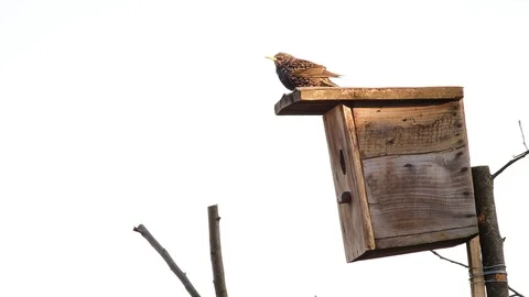 Singing starling on branch Video stock 105824665