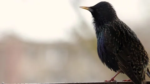 Singing starling Video stock 151680296