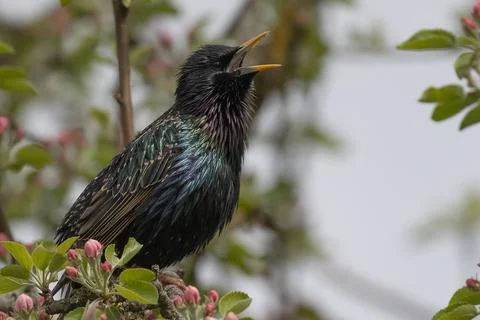 Singing starling Stock Photos