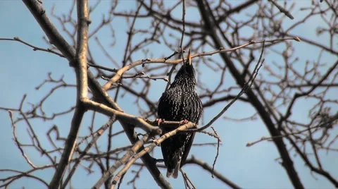 Singing starling sitting on tree Stock Footage 68325839