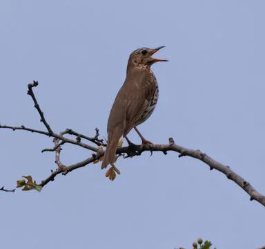 A singing  thrush bird Stock-Fotos