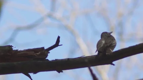 The singing thrush singing on the branch 스톡 동영상 74206953