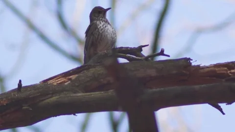 The singing thrush singing on the branch Stock Footage 74207031
