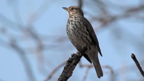 Singing thrush in the wood in the spring. Video with a natural sound Stock Footage 78004290