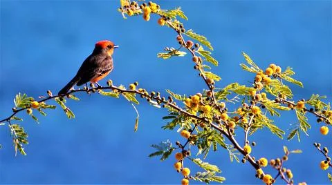 Singing tiny bird Stock Photos