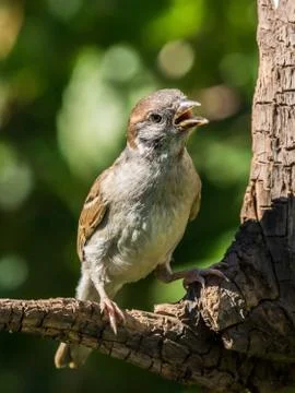 Singing tree sparrow Stock Photos