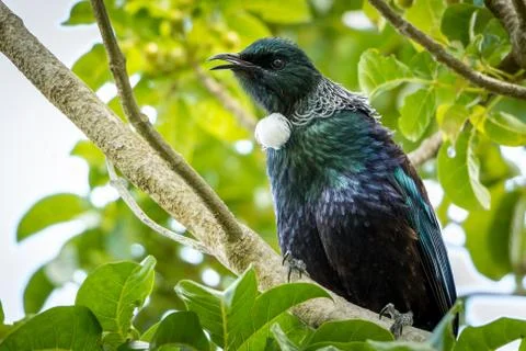 Singing Tui Stock Photos