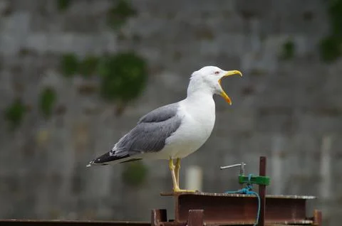 A singing white seagull Stock Photos