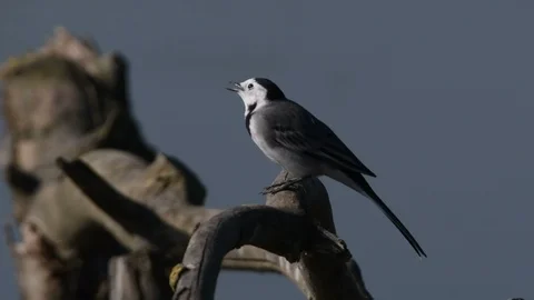 The singing of the white wagtail Stock Footage 119106518