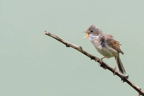 Singing whitethroat Stock Photos
