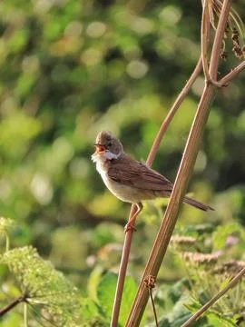 The Singing Whitethroat Stock Photos