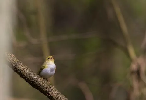 Singing Willow warbler (Phylloscopus trochilus) in spring against fuzzy backg Stock Photos