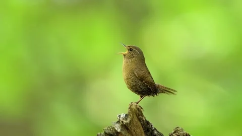 Singing winter wren (with voice) Stock Footage 321716349