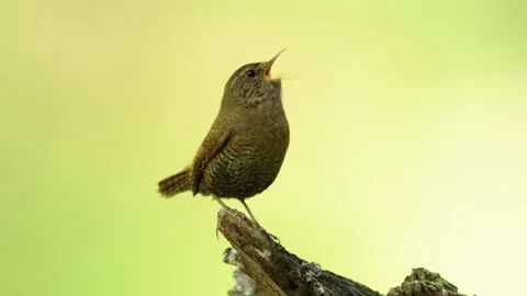 Singing winter wren (with voice) Stock Footage 321716365