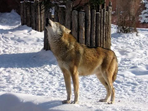 Singing wolf Stock Photos