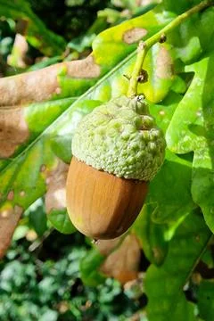 Single acorn maturing on an oak tree branch in early autumn. Stock Photos