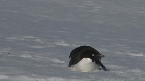 Single Adelie Penguin lying down, Antarctica Stock Footage 34311906
