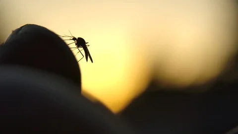 Single Aedes mosquito climbs to peak of finger to bite. Copy space Stock Footage 109503234