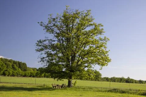 Single aesthetic tree in the field Stock Photos