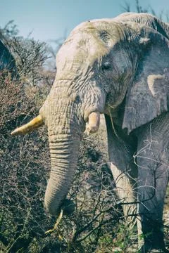 A single African elephant Stock Photos