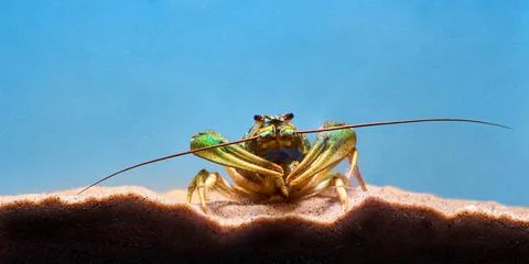 Single alive crayfish moves its claws and limbs in clear blue water background Stock Photos