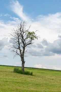 A single almost bare tree with a mown meadow Stock Photos