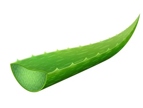 Single aloe vera leaf isolated on white background Stock Illustration