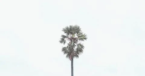 Single alone. Coconut palm tree plant on isolate white background Stock Photos