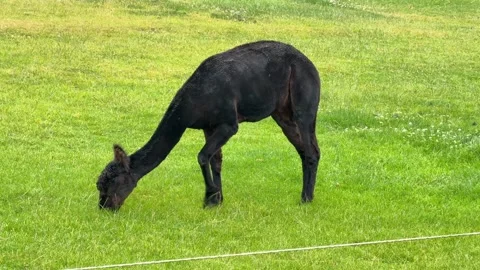Single alpaca grazing alone on green pasture Stock Footage 318167723